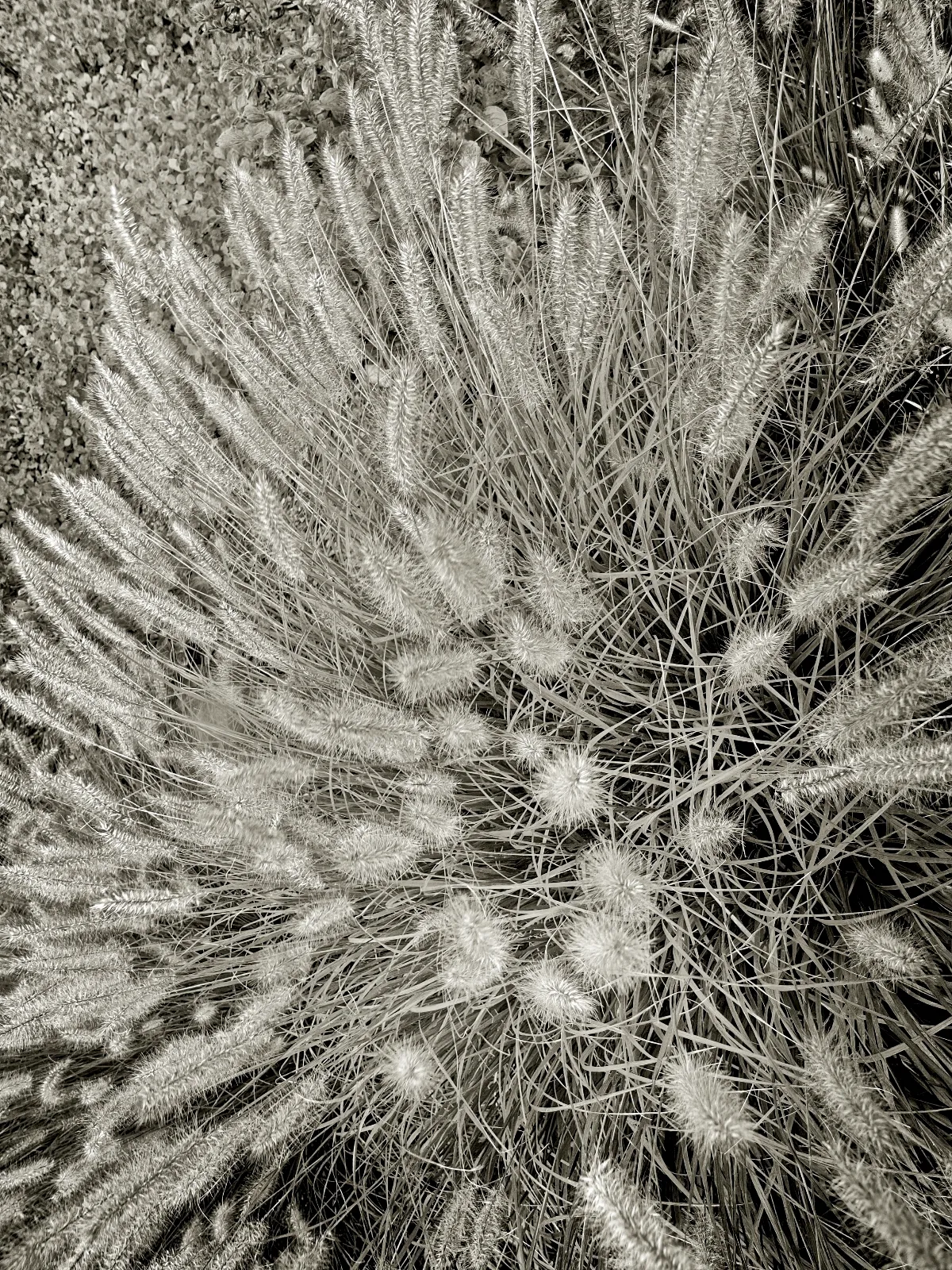Beach Grass